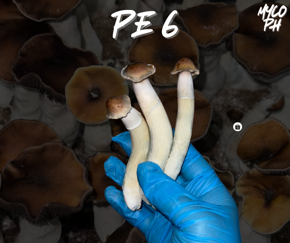 PE6🍄
